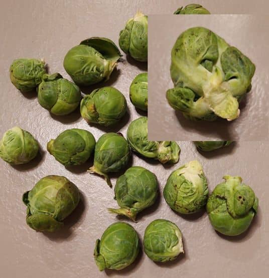 Légume choux de bruxelle