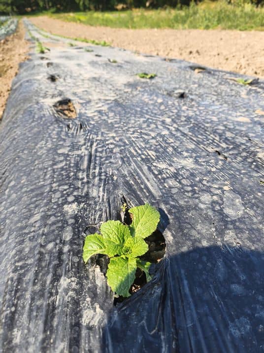 Les légumes d'à côté - sècheresse
