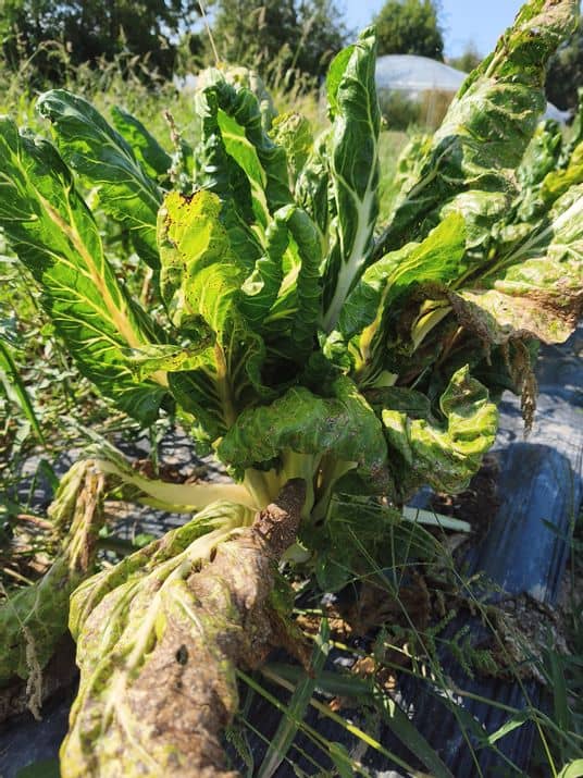 Les légumes d'à côté - sècheresse