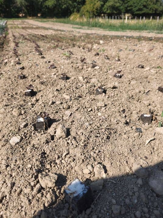 Les légumes d'à côté - sècheresse
