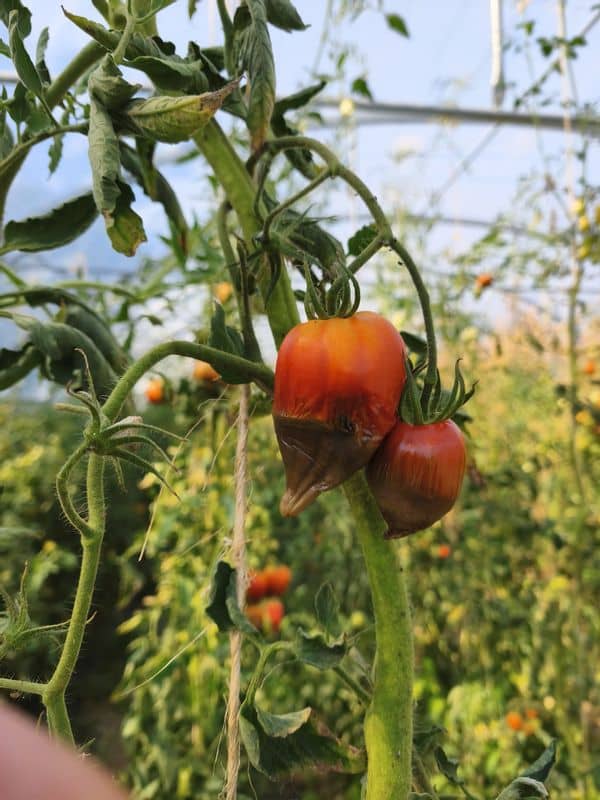 Les légumes d'à côté - sècheresse