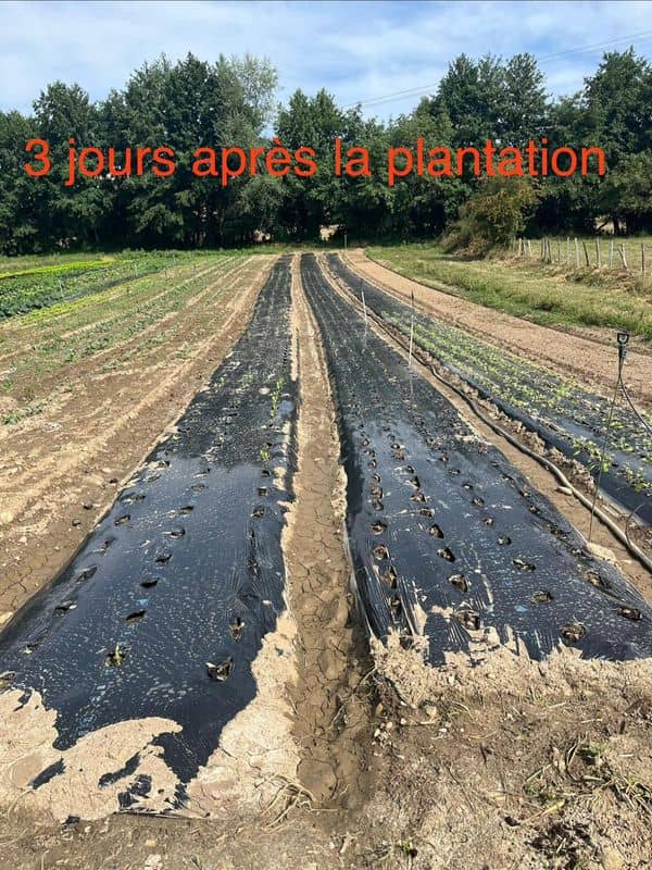 Les légumes d'à côté - sècheresse